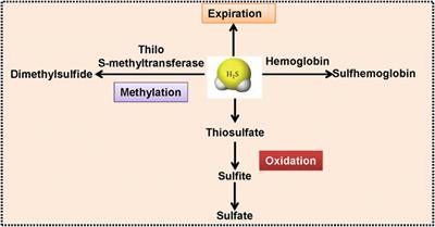 An Updated Insight Into Molecular Mechanism of Hydrogen Sulfide in Cardiomyopathy and Myocardial Ischemia/Reperfusion Injury Under Diabetes